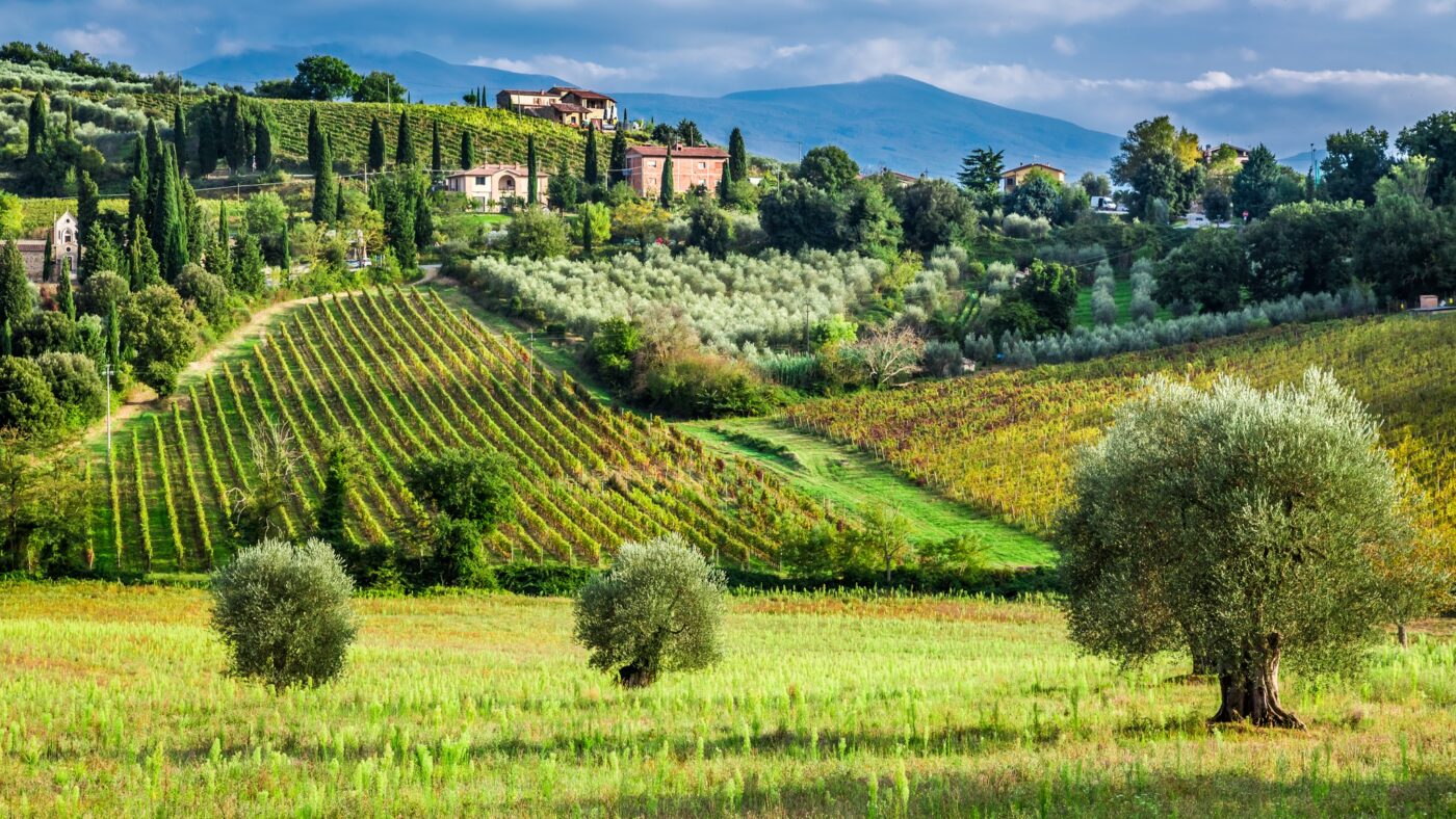 Vineyards and olive trees in Tuscany