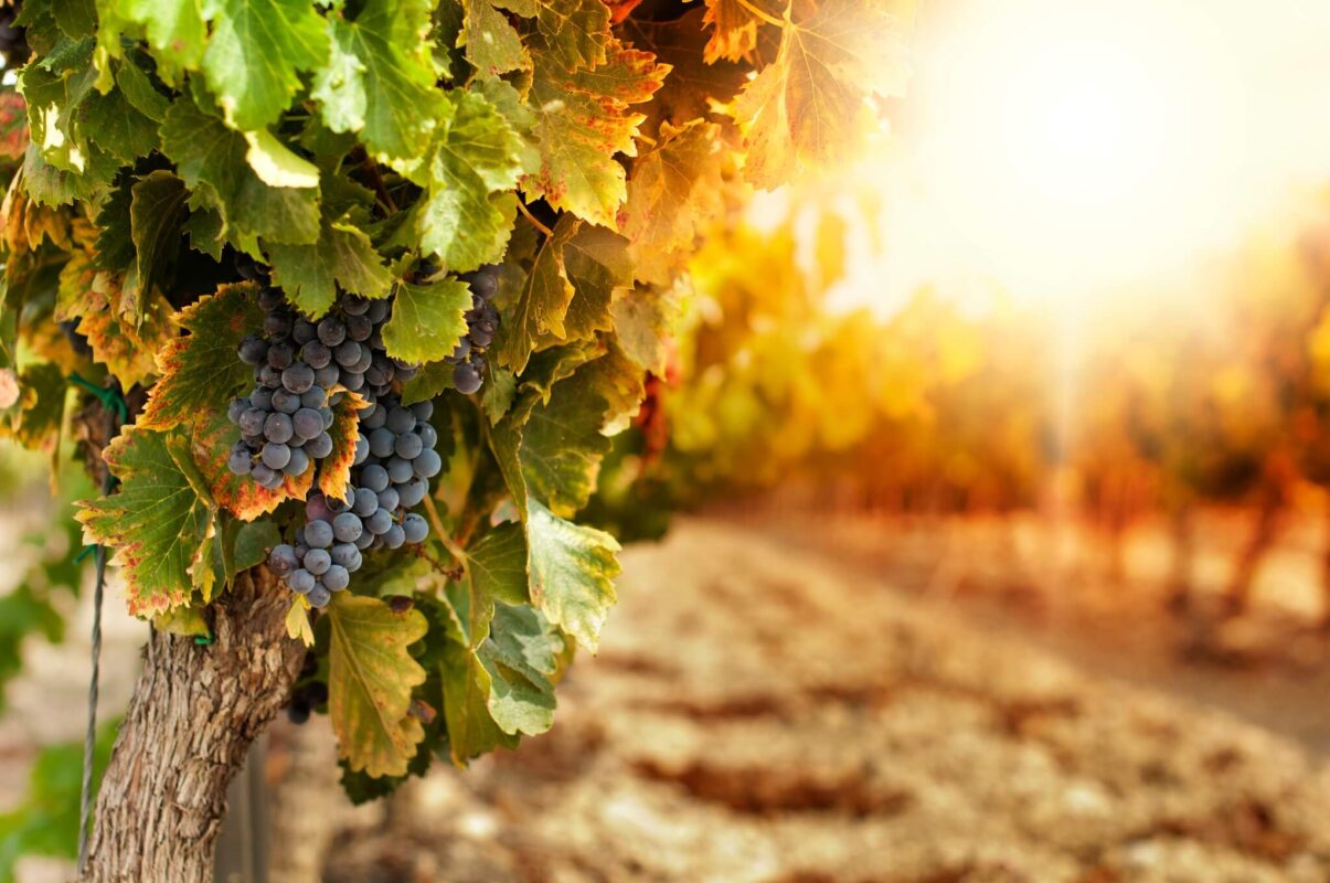 grape vines in the sun